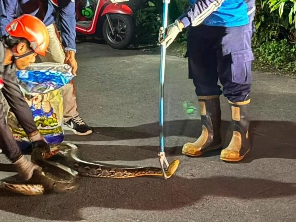 Sanca 3 Meter Mendesis di Plafon Warga Sleman, Sempat Dikira Gas Bocor